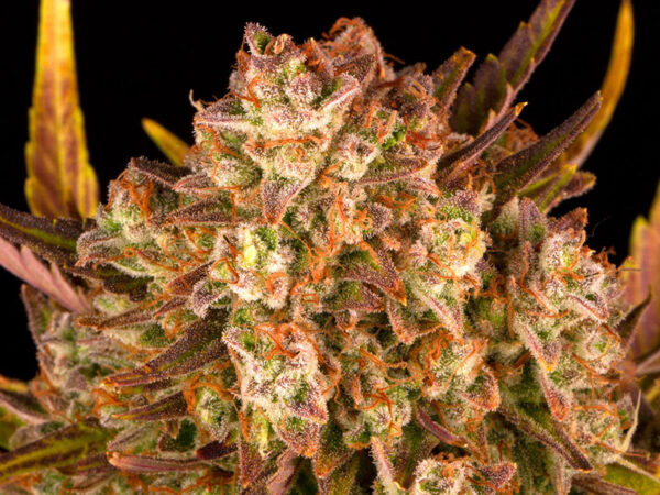 DOS SI DOS AUTO STRAIN THC 20% CBD 0,4 Autofiorenti - immagine 2