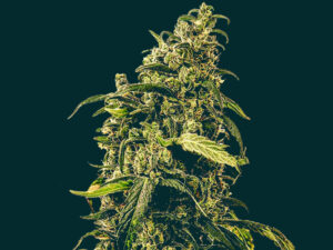 FIRE & FURIOUS AUTO THC 19% CBD 0,20% Autofiorenti