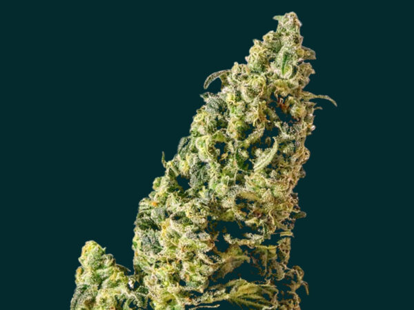 FIRE & FURIOUS AUTO THC 19% CBD 0,20% Autofiorenti - immagine 2