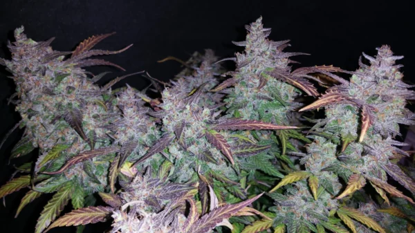 Fastberry Auto THC fino a 19%