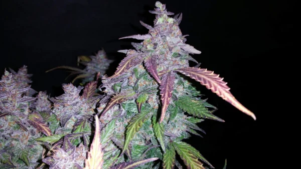 Fastberry Auto THC fino a 19% - immagine 2