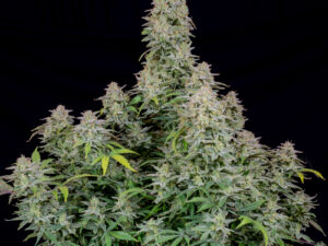 Forbidden Runtz Auto THC Fino a 26%