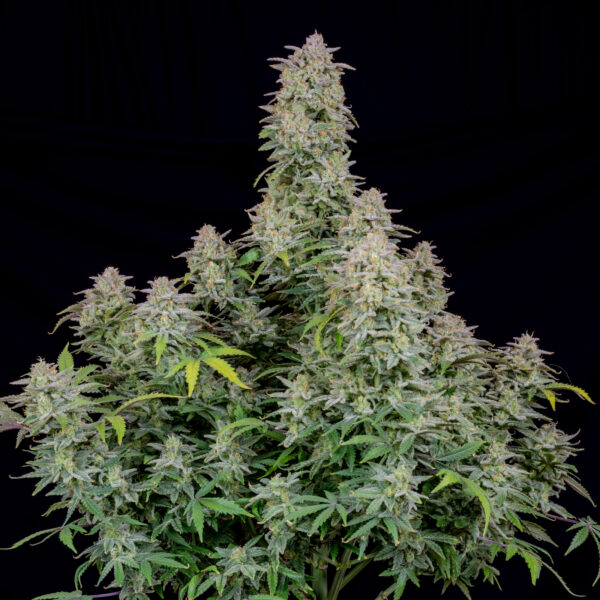 Forbidden Runtz Auto THC Fino a 26%