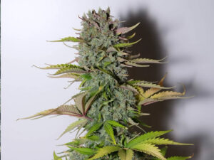 G14 Auto THC fino a 21%