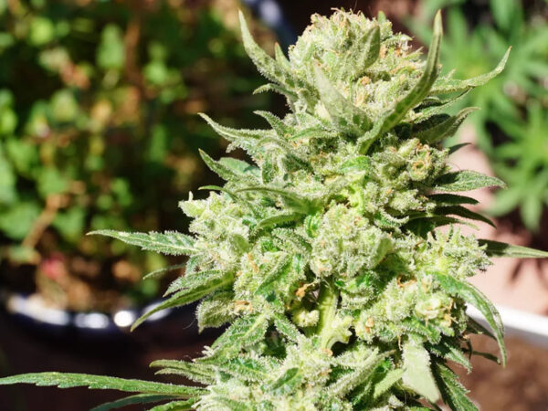 G14 Auto THC fino a 21% - immagine 2