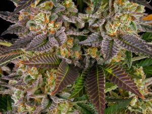 GELATO 45 STRAIN THC 26% CBD 0,6 Femminizzate