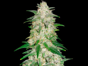 GELATO AUTO THC 26%  CBD 0% Autofiorenti