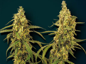 GIANO AUTO THC 20% CBD 0,20 autofiorenti