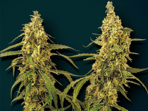 GIANO AUTO THC 20% CBD 0,20 autofiorenti