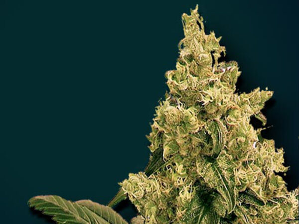 GIANO AUTO THC 20% CBD 0,20 autofiorenti - immagine 2