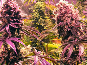 GLOOKIES STRAIN THC 25% CBD 1% Femminizzate