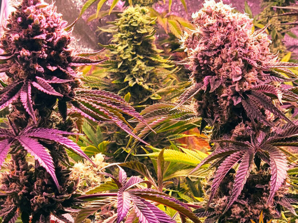 GLOOKIES STRAIN THC 25% CBD 1% Femminizzate