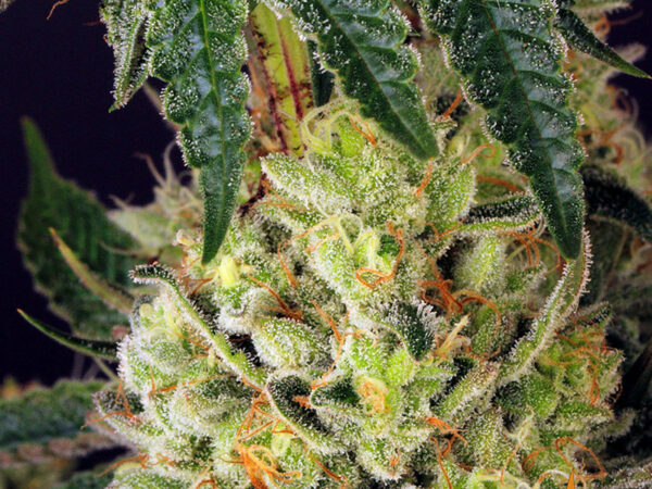 GLOOKIES STRAIN THC 25% CBD 1% Femminizzate - immagine 2