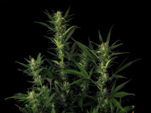 GLUE GELATO AUTO STRAIN THC da 20 a 26% CBD 0,75 Autofiorenti