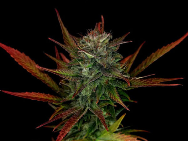 GLUE GELATO AUTO STRAIN THC da 20 a 26% CBD 0,75 Autofiorenti - immagine 2