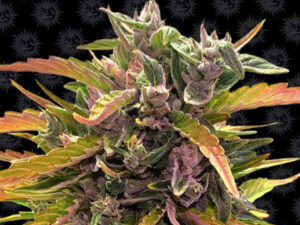 GORILLA GLUE AUTO STRAIN THC 25% CBD 0,1 Autofiorenti