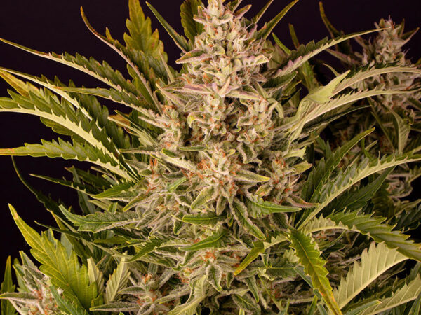 GORILLA ZKITTLEZ AUTO STRAIN THC 20% CBD 0,12 Autofiorenti