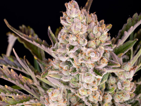 GORILLA ZKITTLEZ AUTO STRAIN THC 20% CBD 0,12 Autofiorenti - immagine 2