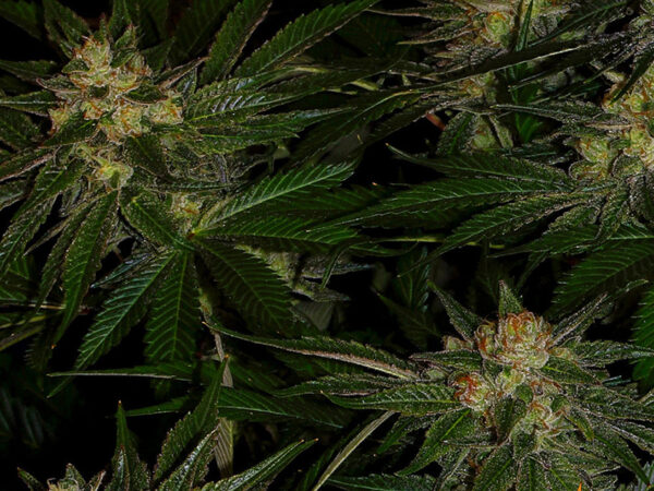 GORILLA ZKITTLEZ STRAIN THC 24% CBD 0,2 Femminizzate - immagine 2