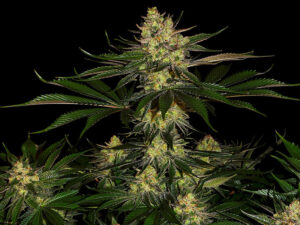 GORILLA ZKITTLEZ STRAIN THC 24% CBD 0,2 Femminizzate