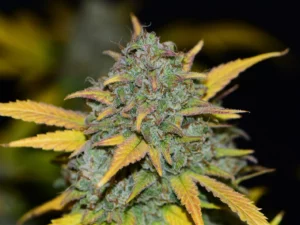 Gelato Auto THC fino al 26%