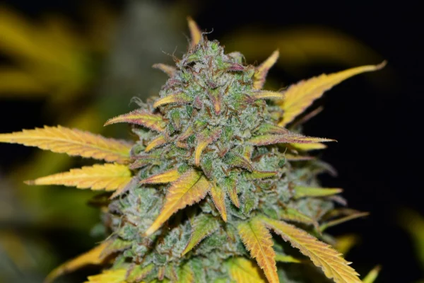 Gelato Auto THC fino al 26%