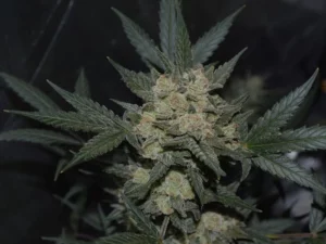 Girl Scout Cookies Auto THC fino a 20%