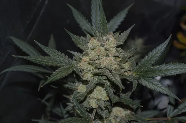 Girl Scout Cookies Auto THC fino a 20%