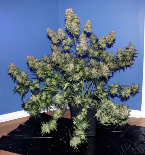 Girl Scout Cookies Auto THC fino a 20% - immagine 2