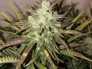 Gorilla Auto THC fino a 24%
