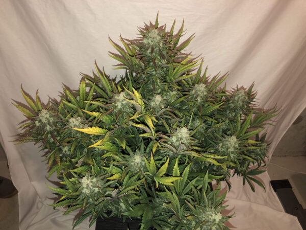 Gorilla Auto THC fino a 24% - immagine 2