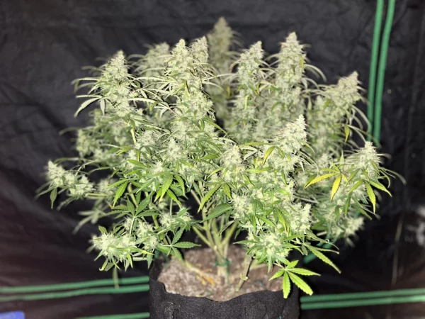 Gorilla Punch Auto THC Fino a 26% - immagine 2