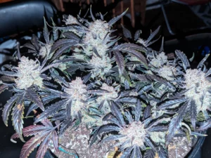 Gorilla Punch Auto THC Fino a 26%