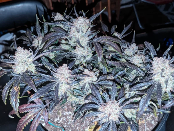 Gorilla Punch Auto THC Fino a 26%
