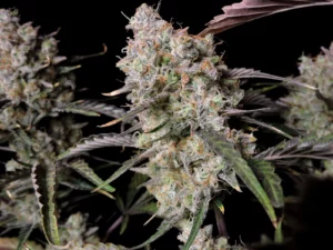 Gorilla Zkittlez Auto THC Fino al 27,666%