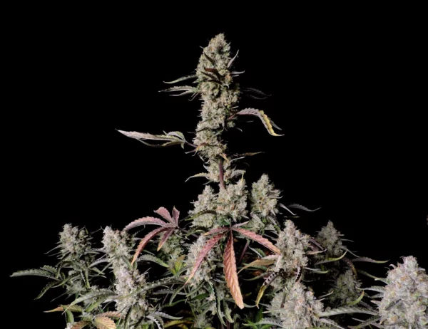Gorilla Zkittlez Auto THC Fino al 27,666% - immagine 2