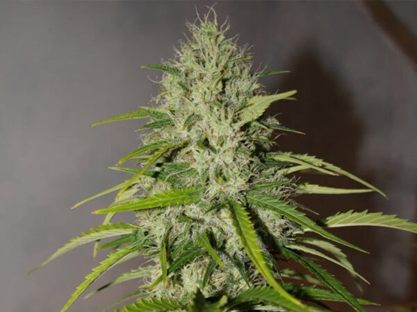 Grapefruit Auto THC fino a 20% - immagine 2