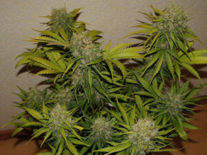 Grapefruit Auto THC fino a 20%