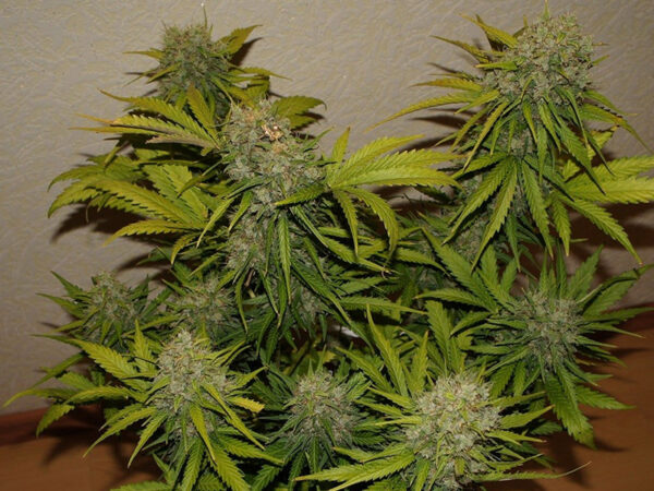 Grapefruit Auto THC fino a 20%