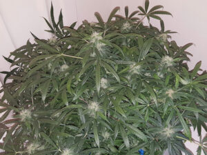Green Crack Auto THC fino a 20%
