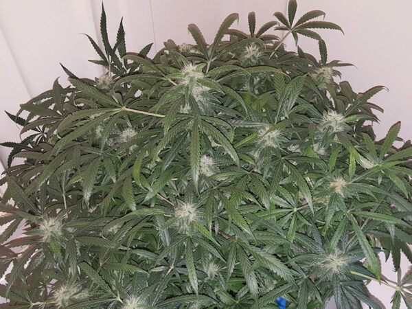 Green Crack Auto THC fino a 20%