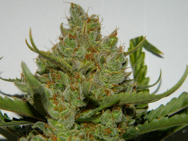 Green Crack Auto THC fino a 20% - immagine 2