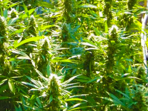 HINDU KUSH HIGH THC 17% CBD 0,80 Femminizzate - immagine 2