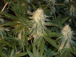 HINDU KUSH HIGH THC 17% CBD 0,80 Femminizzate