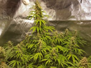 Jack Herer Auto THC fino a 21%