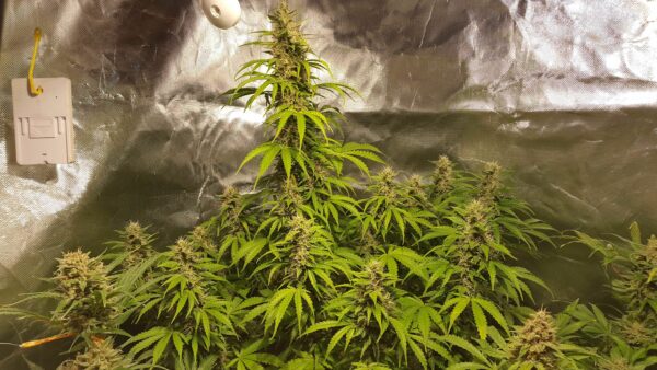 Jack Herer Auto THC fino a 21%