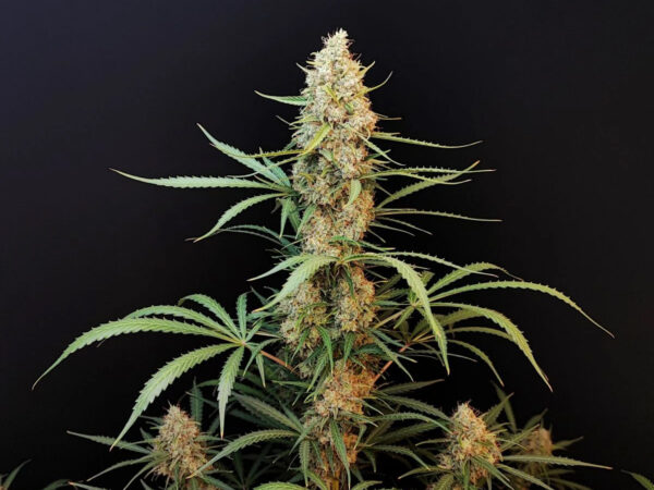 Jack Herer Auto THC fino a 21% - immagine 2
