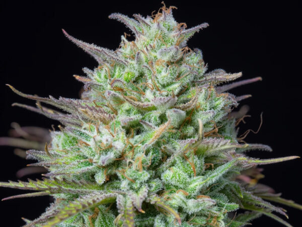 Kosher Cake Auto THC fino a 25% - immagine 2