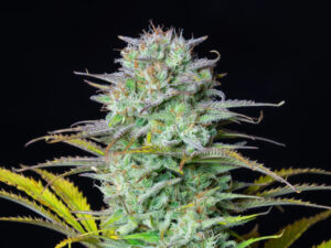 Kosher Cake Auto THC fino a 25%