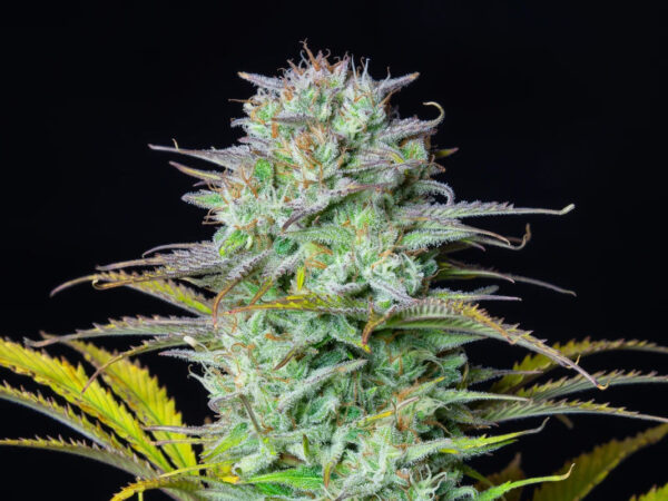 Kosher Cake Auto THC fino a 25%